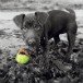 Puppy 070309